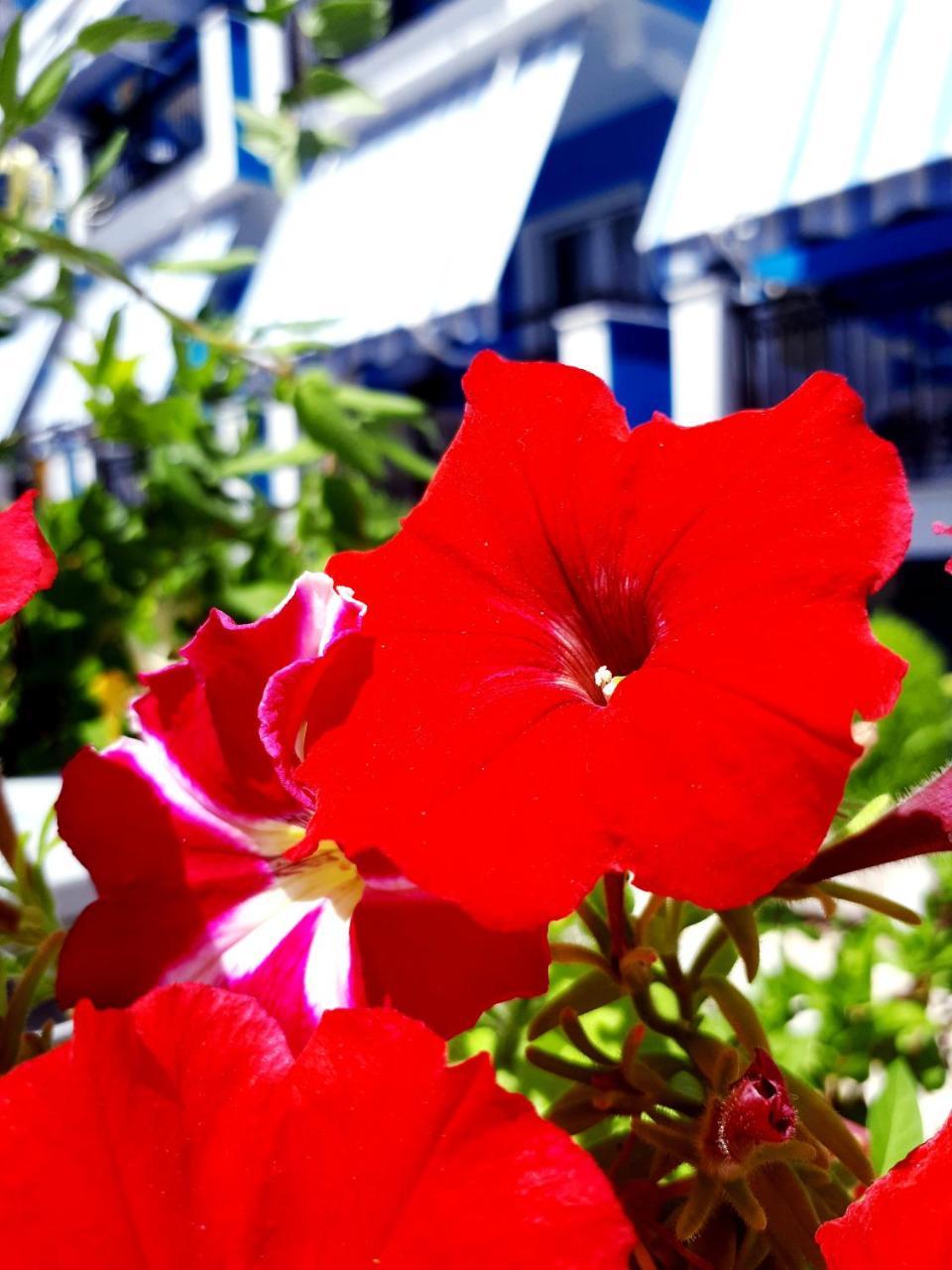 Zante Dahlia Hotel Laganas Exterior photo